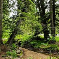 Giant White Pine Campground and Trailhead ico