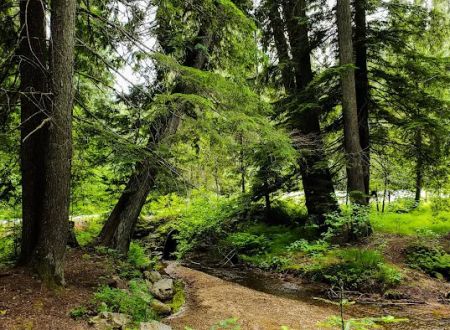 Giant White Pine Campground and Trailhead