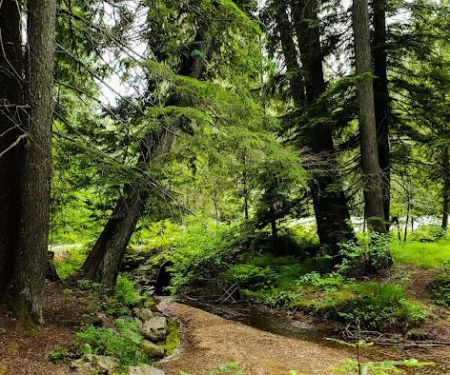 Giant White Pine Campground and Trailhead