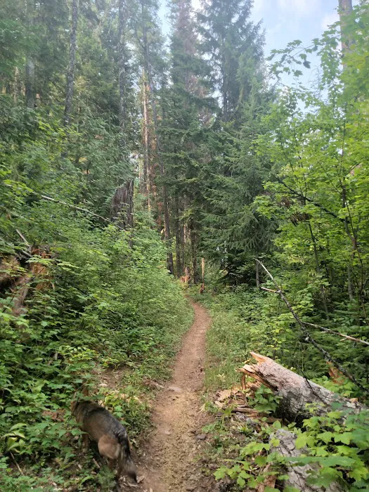 Giant White Pine Campground and Trailhead Picture 7