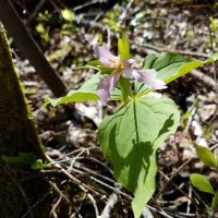 Smith Lake Campground ico