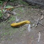 Jedediah Smith Campground