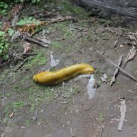 Jedediah Smith Campground ico