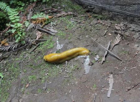 Jedediah Smith Campground