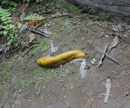 Jedediah Smith Campground