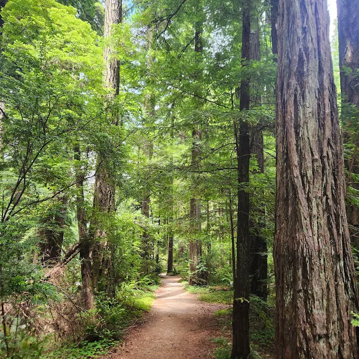 Jedediah Smith Campground Picture 6