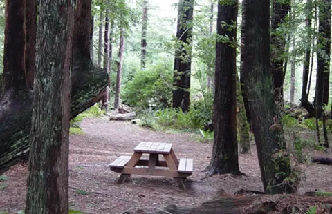 Crescent City / Redwoods KOA Holiday Picture 6