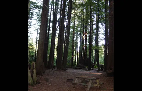 Crescent City / Redwoods KOA Holiday Picture 3