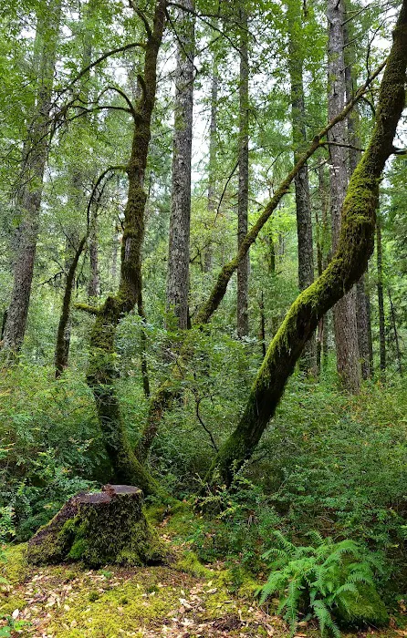 Panther Flat Campground Picture 9