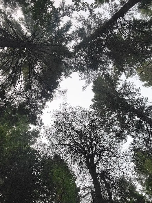 Panther Flat Campground Picture 10
