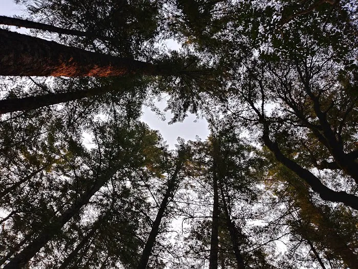 Grassy Flat Campground Picture 1
