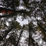 Grassy Flat Campground