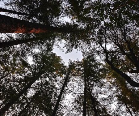 Grassy Flat Campground