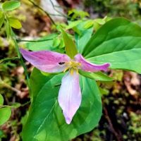Whiskey Springs Campground ico
