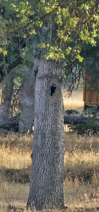 Fort Hunter Liggett Campground Picture 10