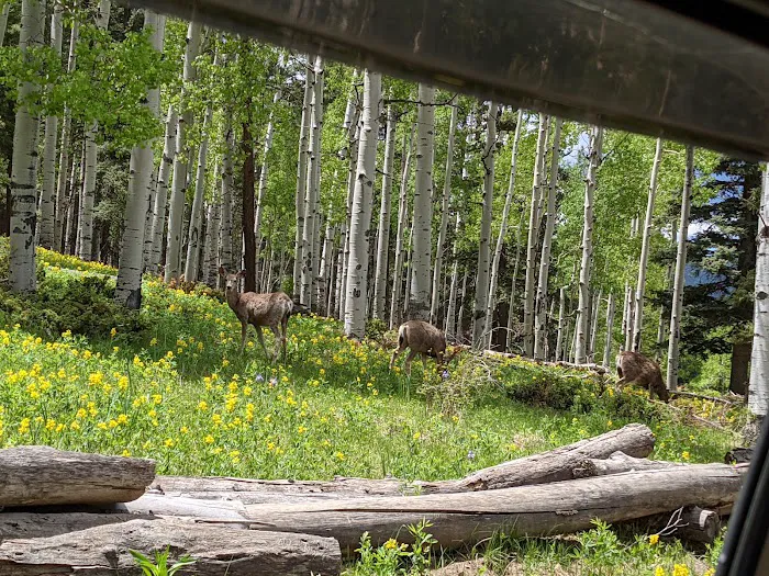 Iron Gate Campground Picture 6