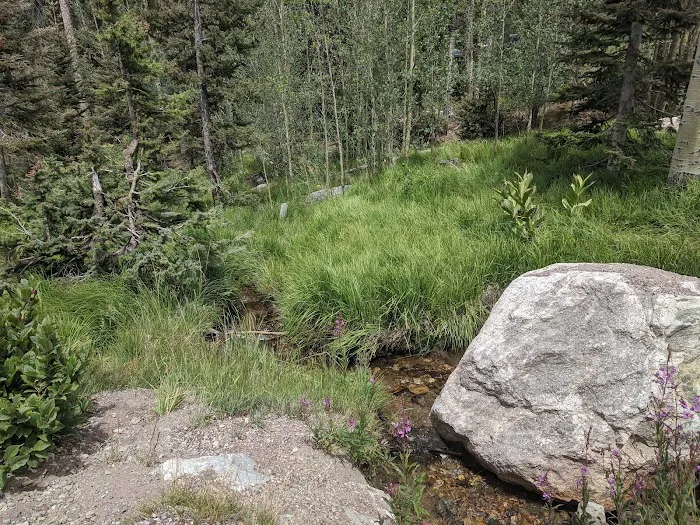 Aspen Basin Campground Picture 8
