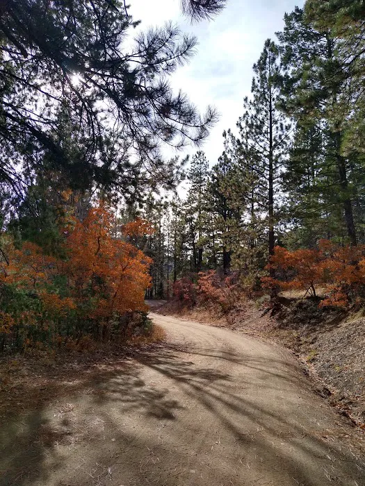 Aspen Basin Campground Picture 9