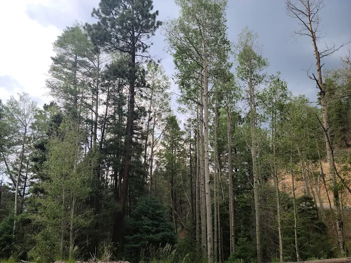 Aspen Basin Campground Picture 6