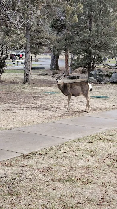 Tumalo State Park Campground Picture 5
