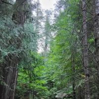 Indigo Springs Campground ico