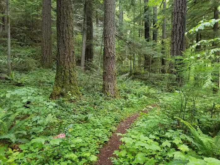 White Creek Campground Picture 7