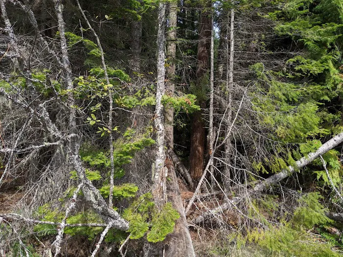Lemolo #2 Forebay Forest Camp Picture 9