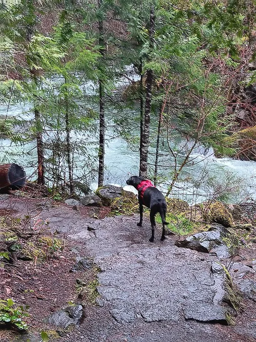Toketee Lake Campground Picture 10