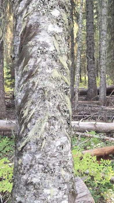Trapper Creek Campground Picture 9