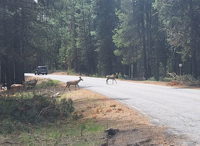 South Twin Lake Campground Picture 4