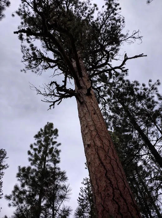 Wyeth Campground Picture 10