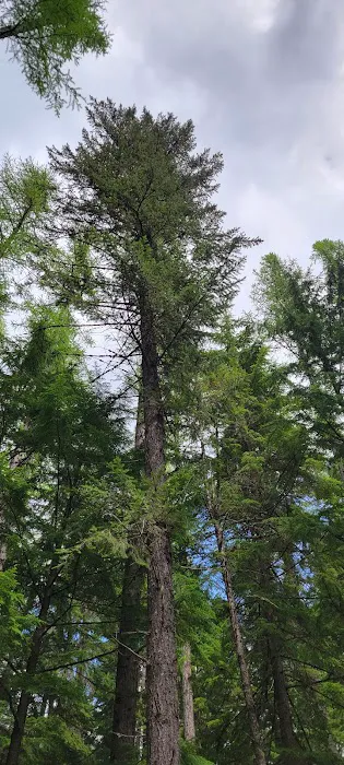 Marten Creek Campground Picture 1