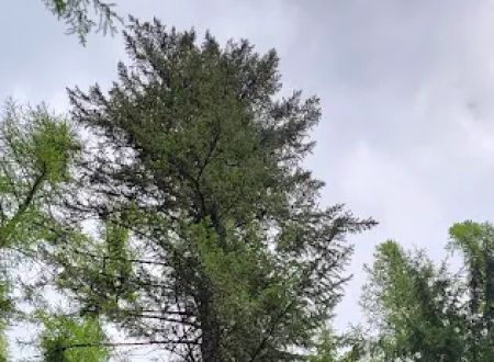 Marten Creek Campground