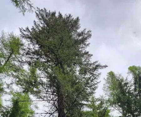 Marten Creek Campground
