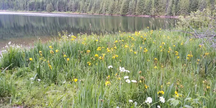 Marten Creek Campground Picture 6