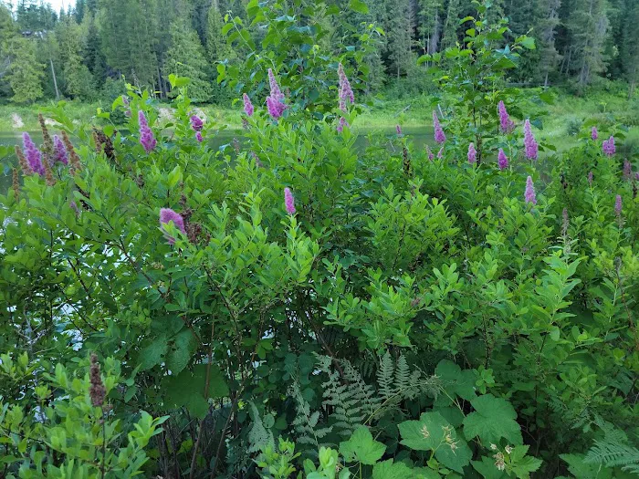Bull River Campground, Kootenai National Forest Picture 5