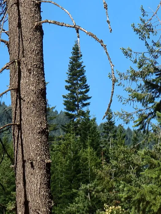 Bull River Campground, Kootenai National Forest Picture 4