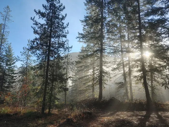 Jackpine Flats Campground Picture 4