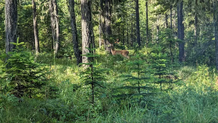 Jackpine Flats Campground Picture 1