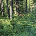 Jackpine Flats Campground