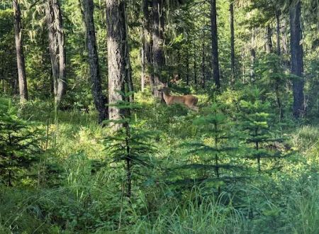 Jackpine Flats Campground