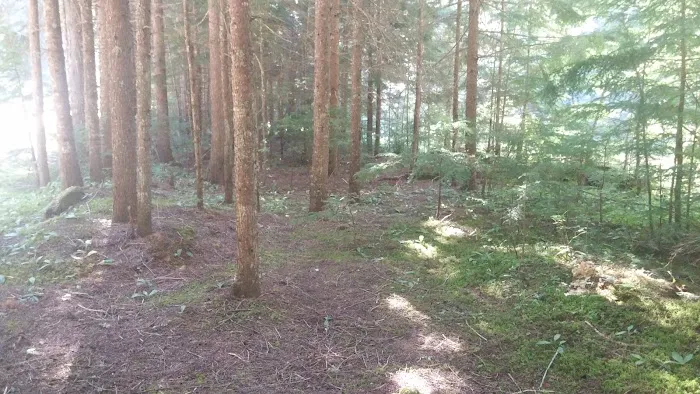 Packsaddle Campground Picture 6
