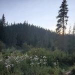 Partridge Creek Campground