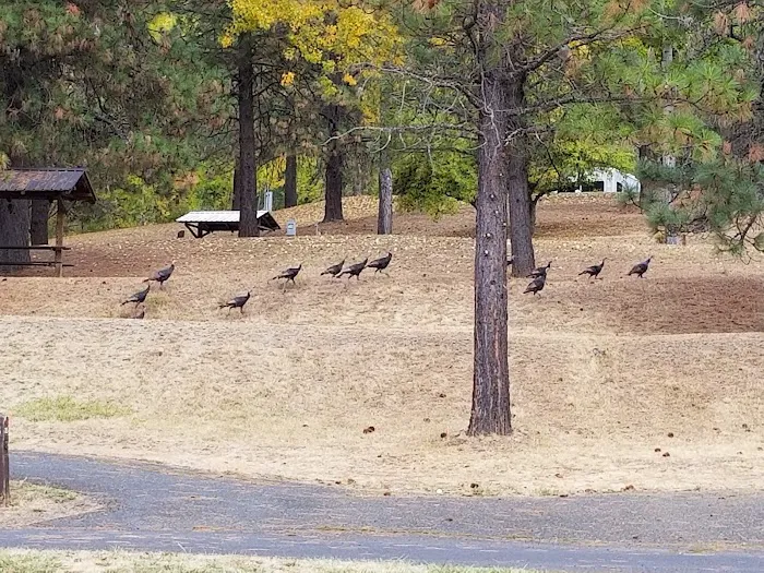 Dent Acres Campground Picture 1