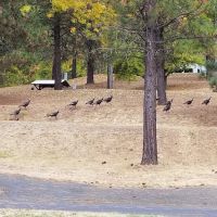 Dent Acres Campground ico