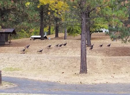 Dent Acres Campground