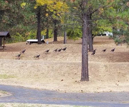 Dent Acres Campground