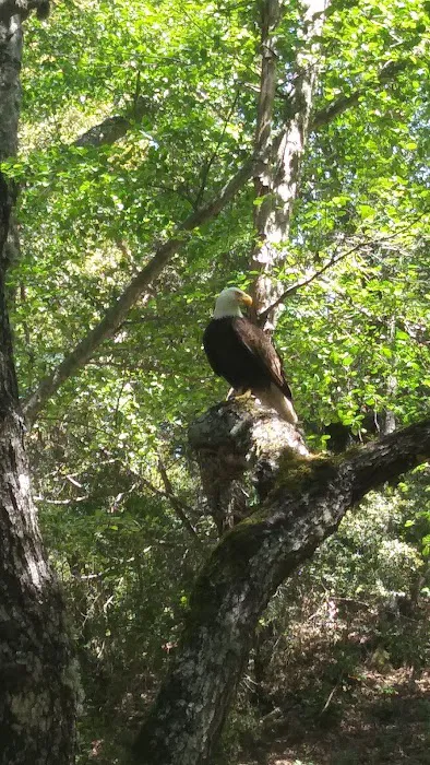 Nacimiento Campground Picture 4