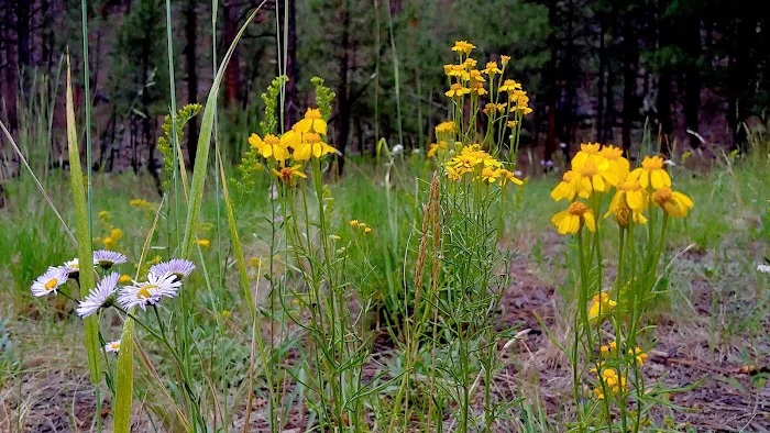 Jemez Falls Campgrounds Picture 5
