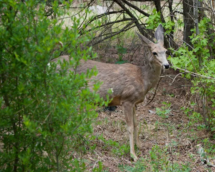Black Canyon Campground Picture 9